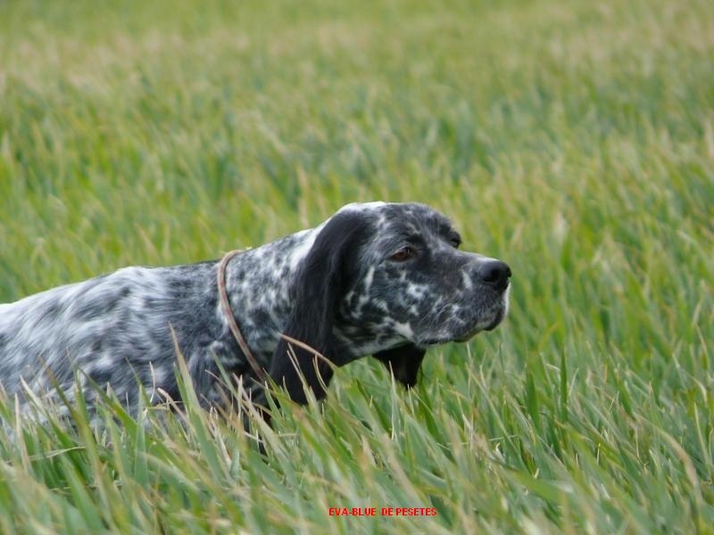 eva-blue des pesetes